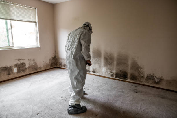 Environmental Consulting for Mold Prevention in Clarksville, TX